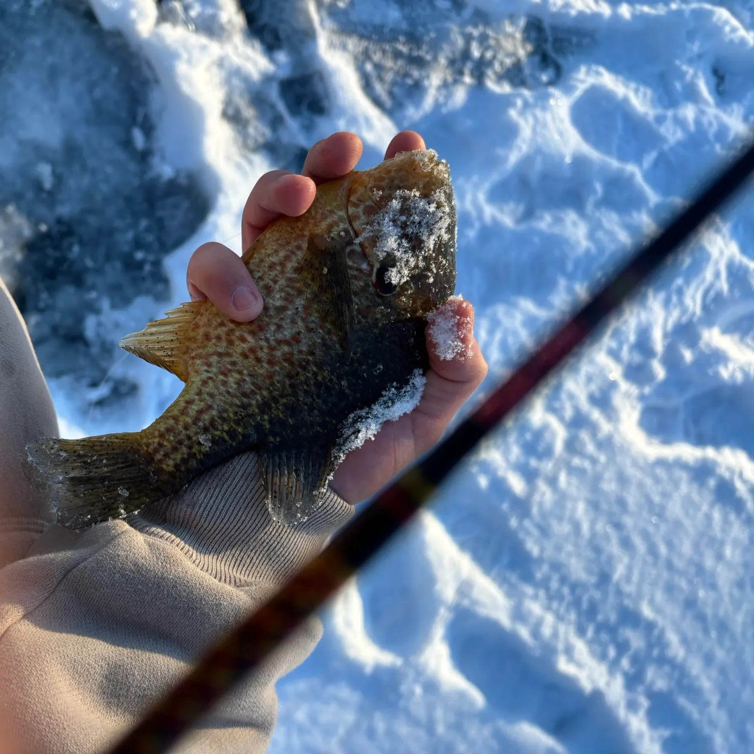 The most recent Pumpkinseed catches on Fishbrain