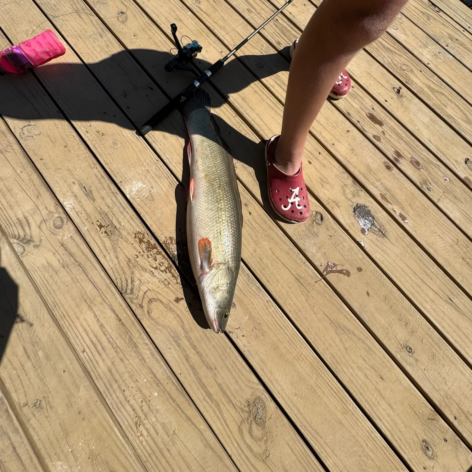Fish caught on Fishbrain