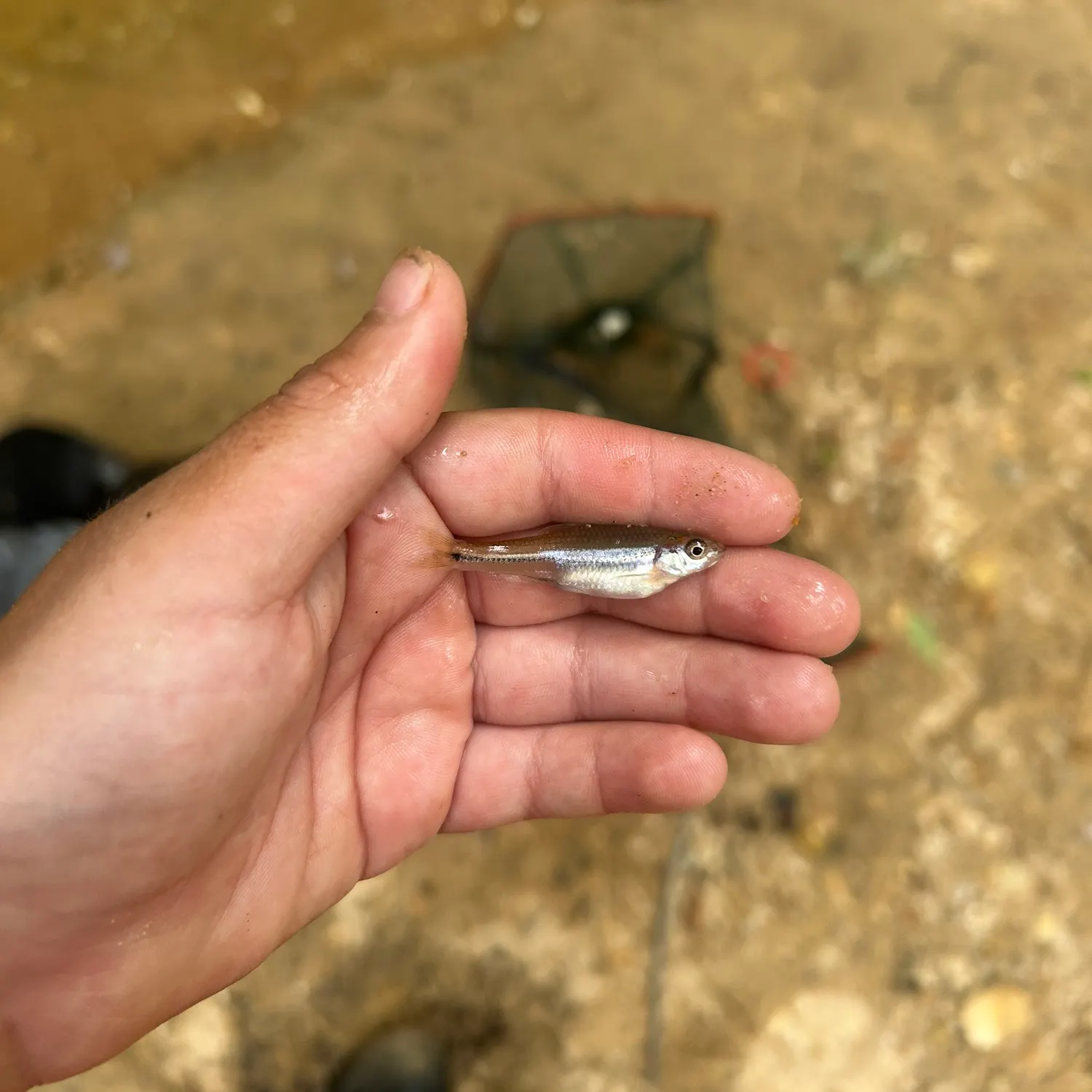 The most recent Rough shiner catches on Fishbrain