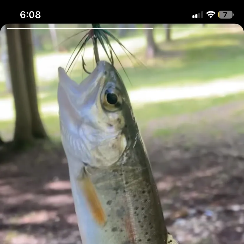 The most recent Rainbow trout catches on Fishbrain