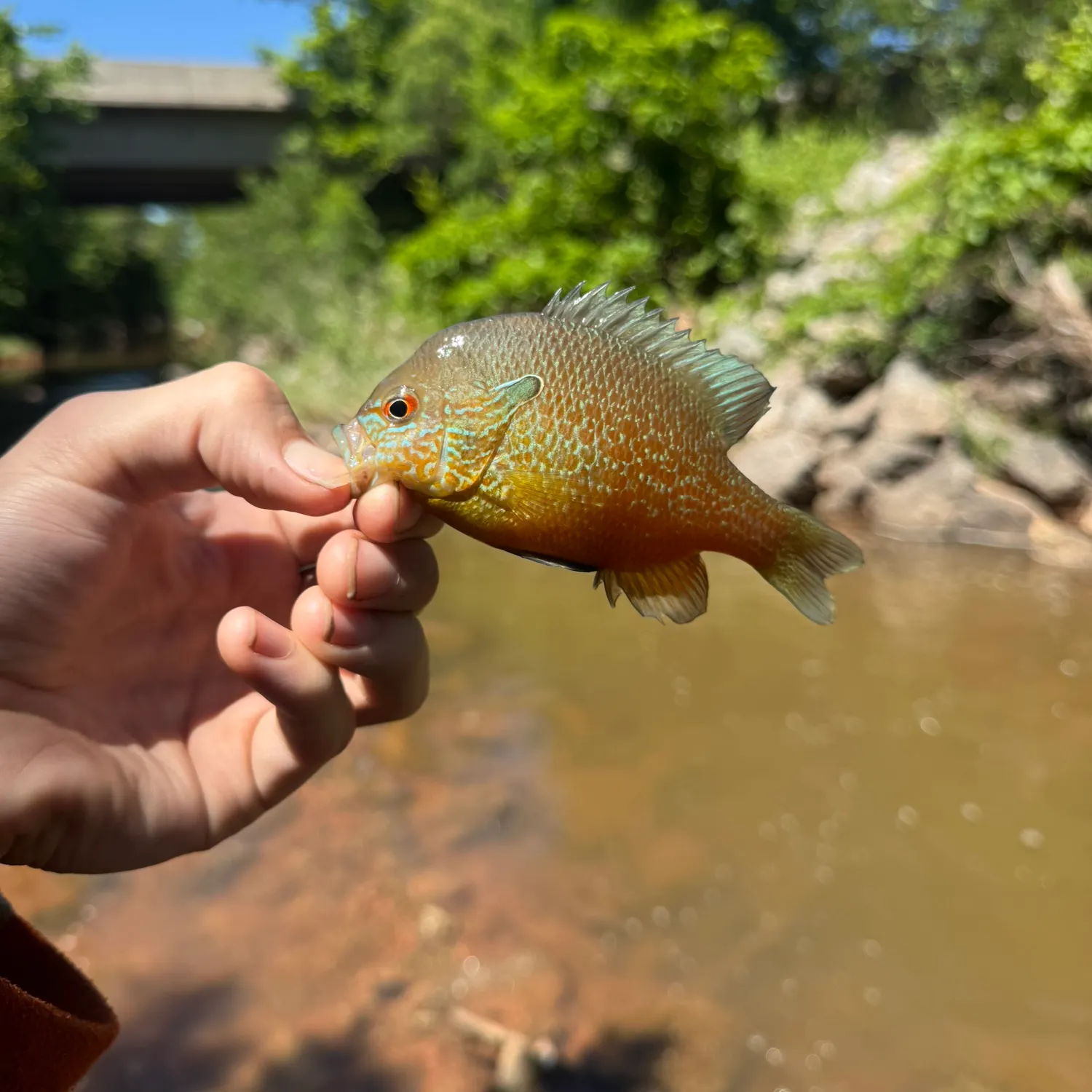 The most recent Plains longear sunfish catches on Fishbrain