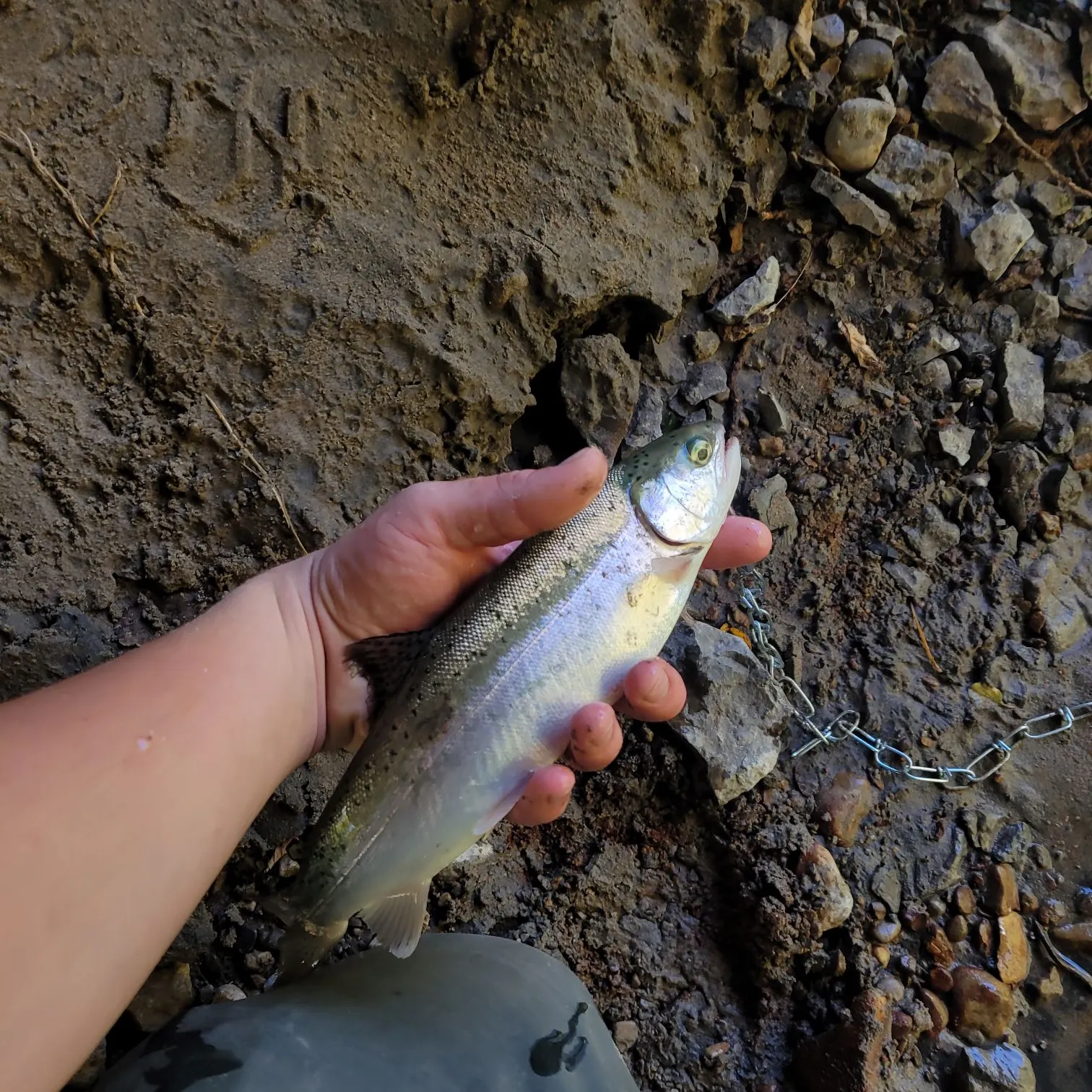 Steelhead caught on Fishbrain
