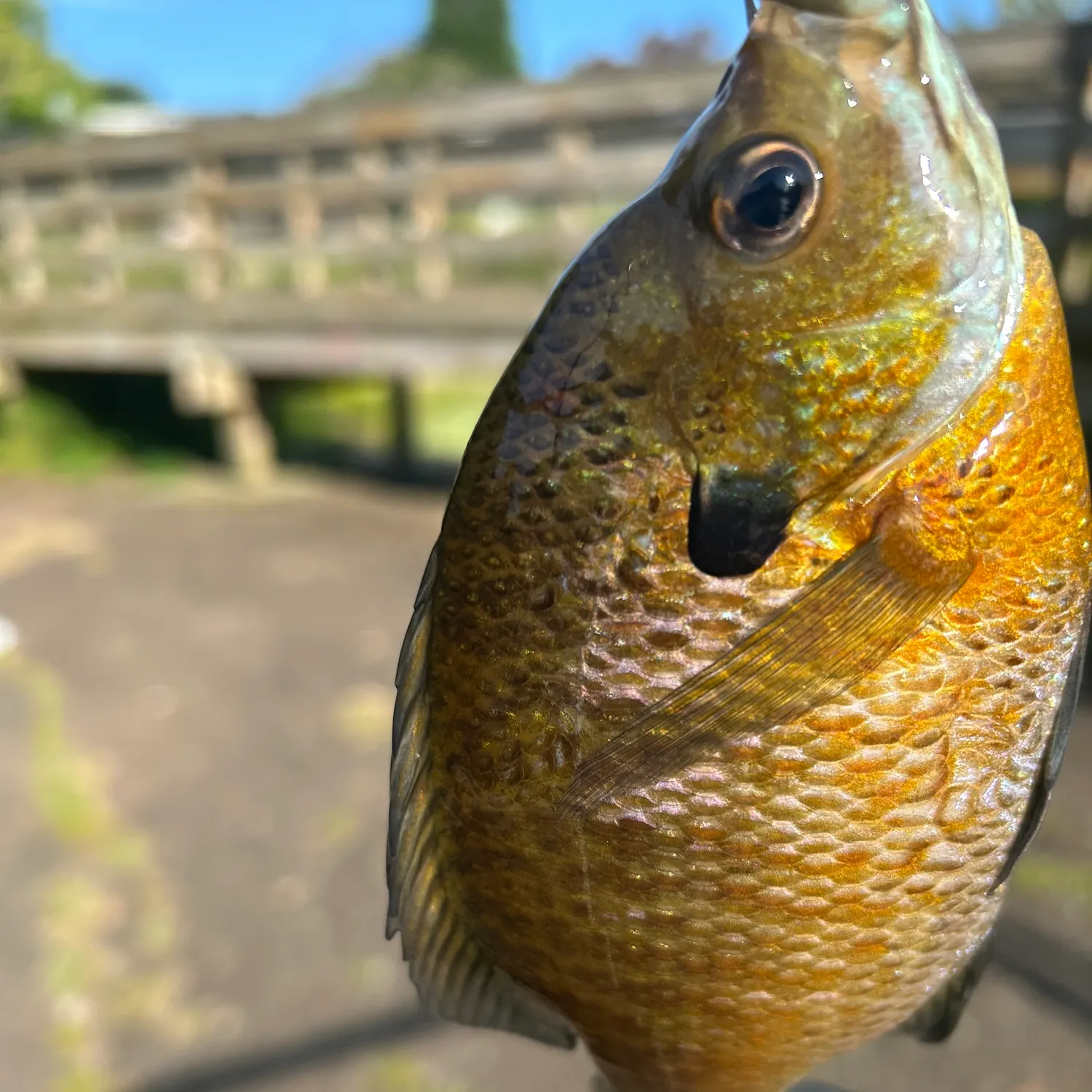 Bluegill caught on Fishbrain