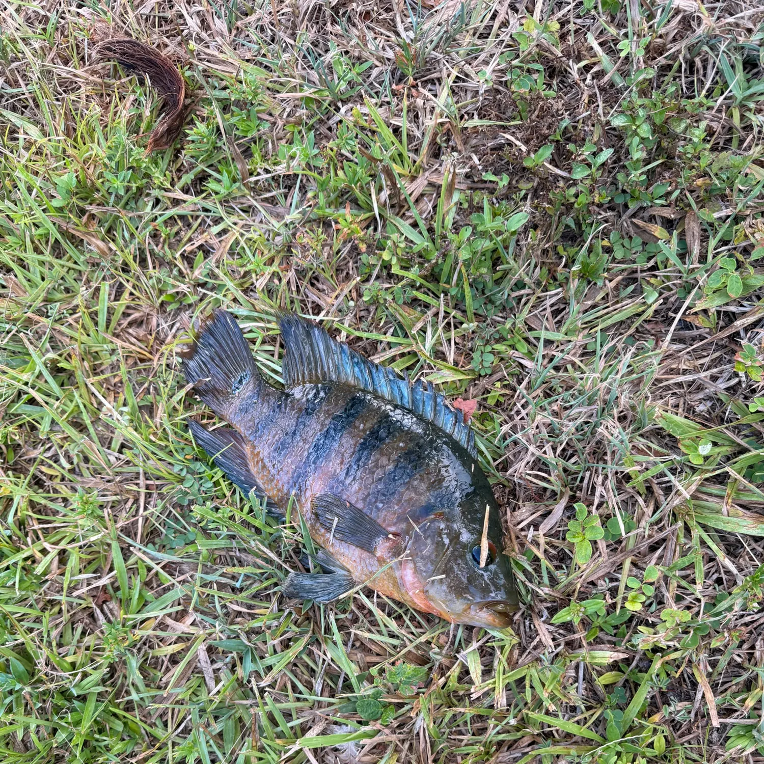 The most recent Mayan cichlid catches on Fishbrain