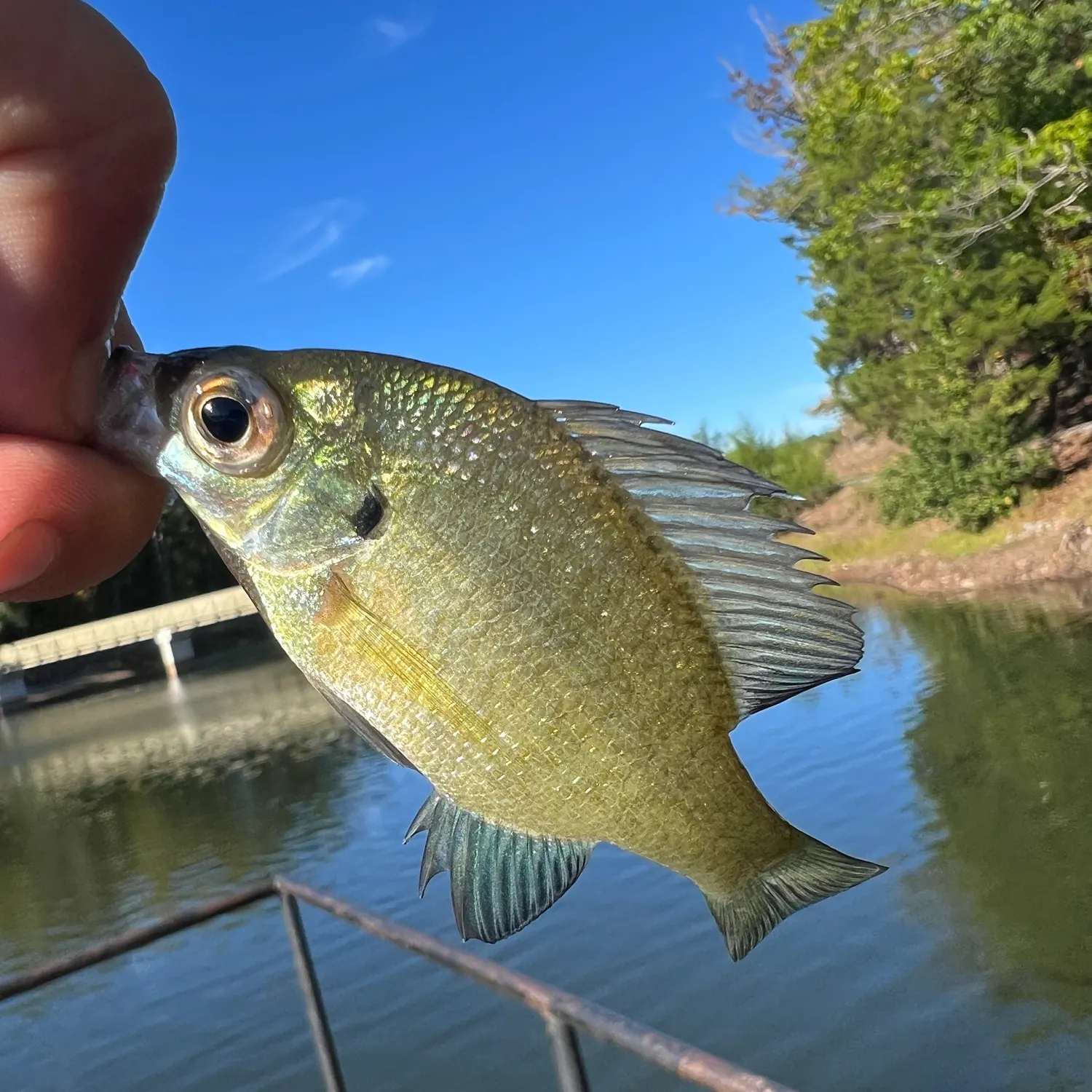 Bluegill caught on Fishbrain