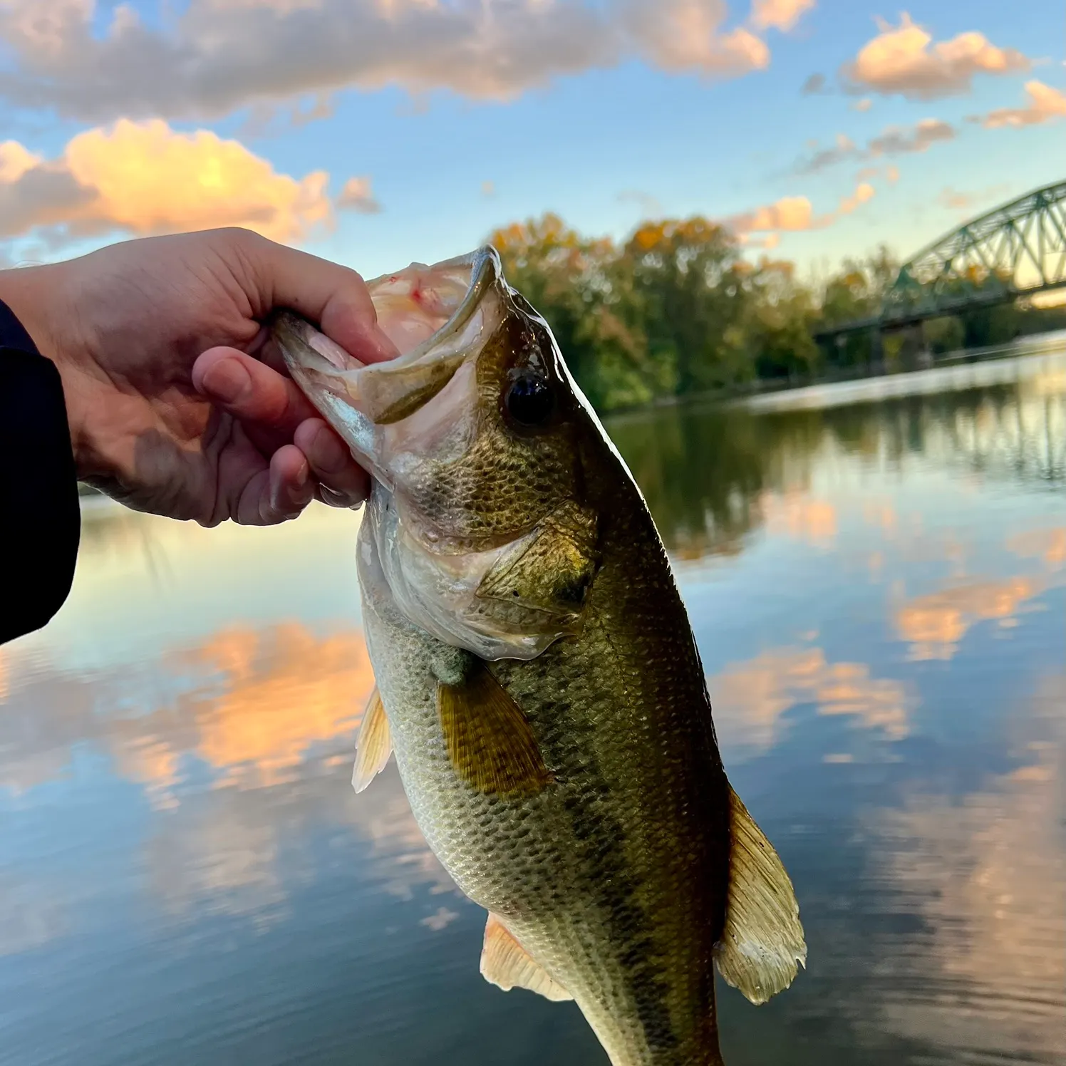 Largemouth bass caught on Fishbrain