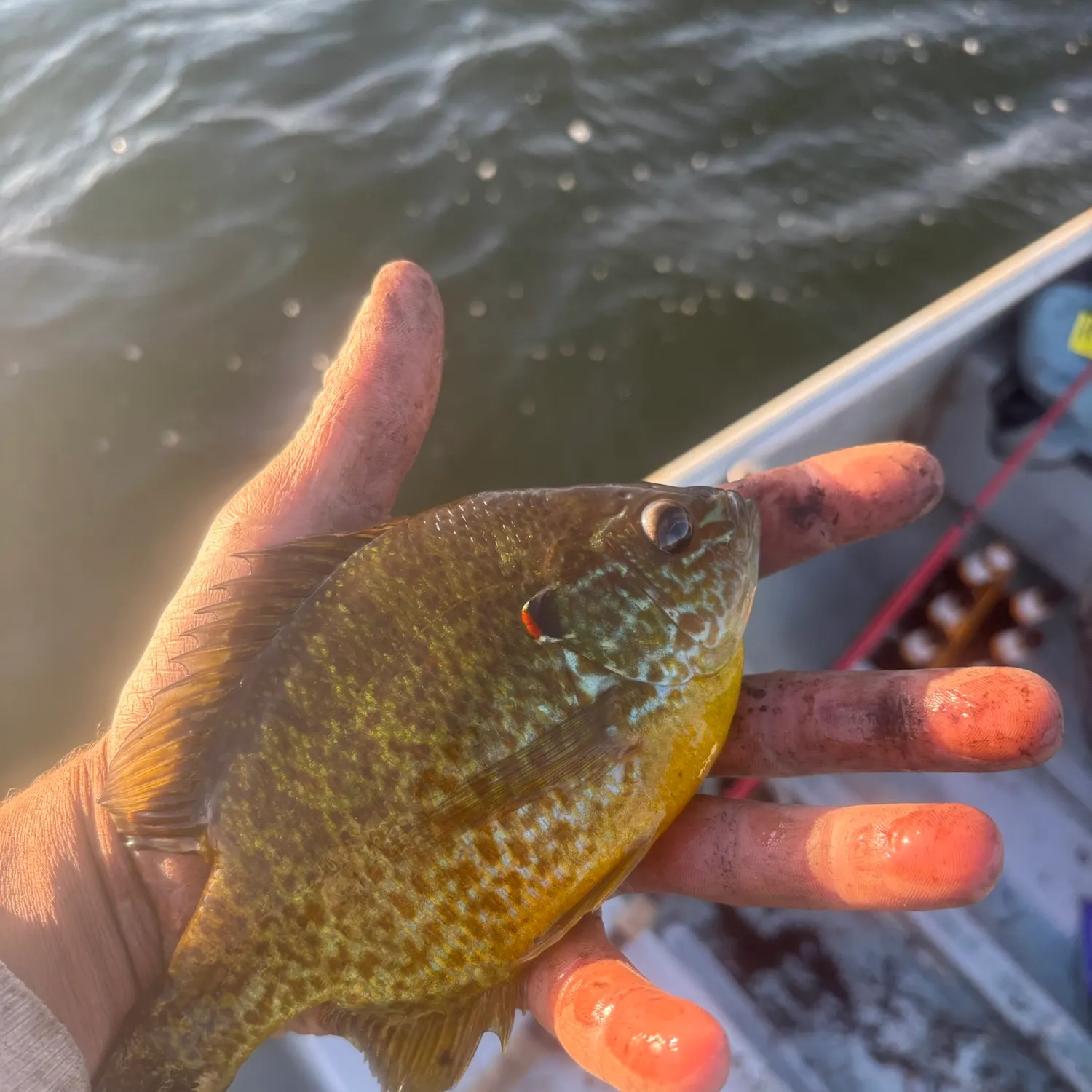 Pumpkinseed caught on Fishbrain