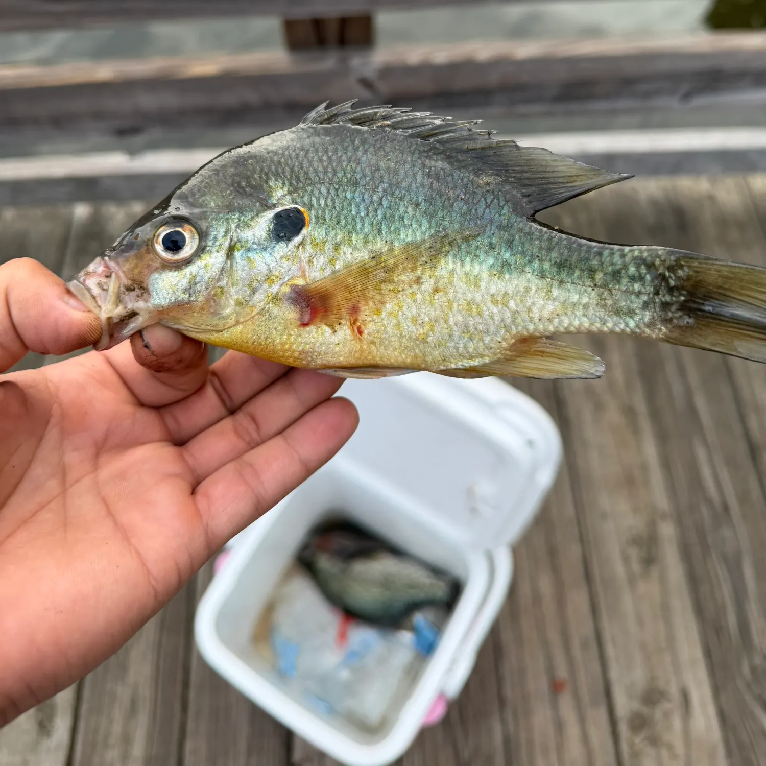 Redear sunfish caught on Fishbrain