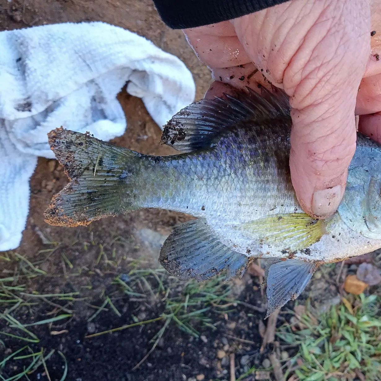Bluegill caught on Fishbrain