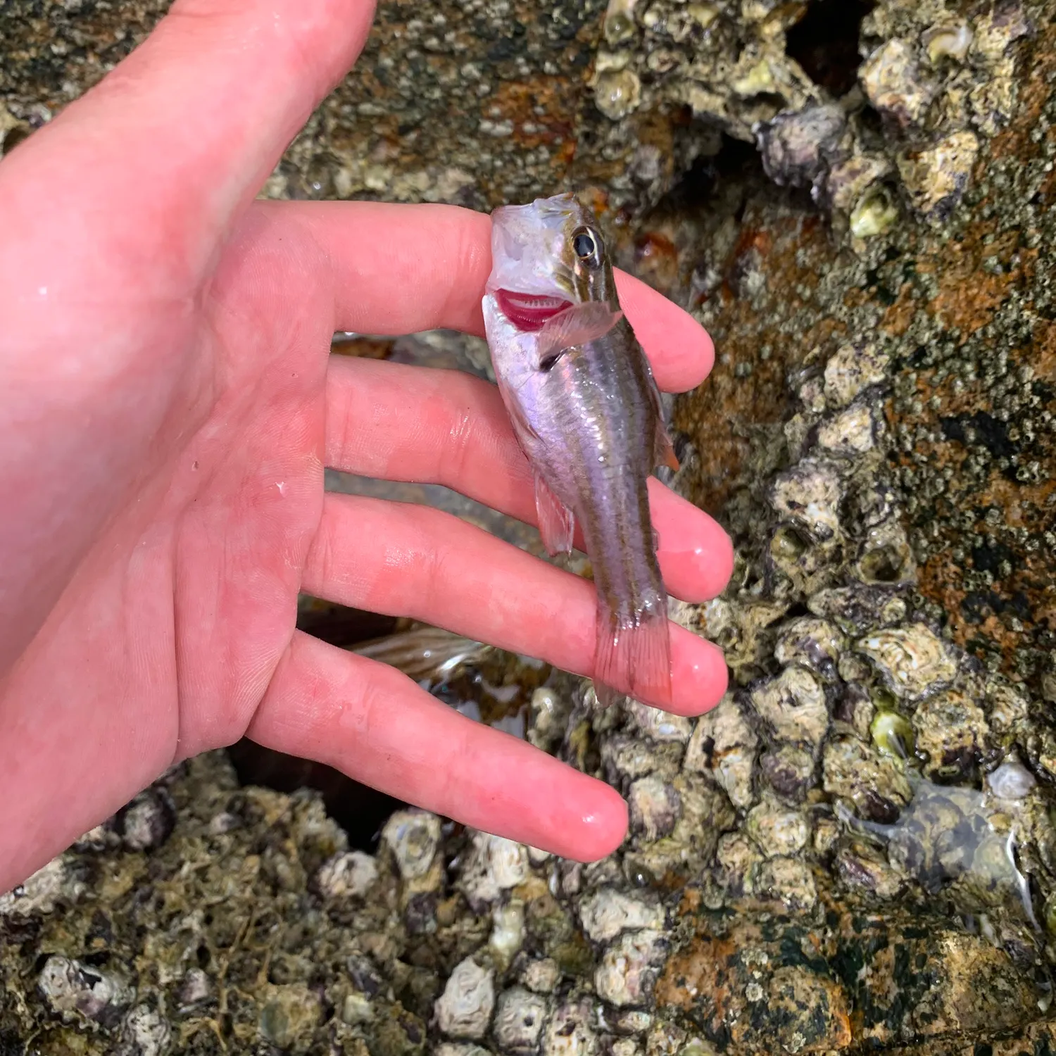 The most recent Ochre-striped cardinalfish catches on Fishbrain