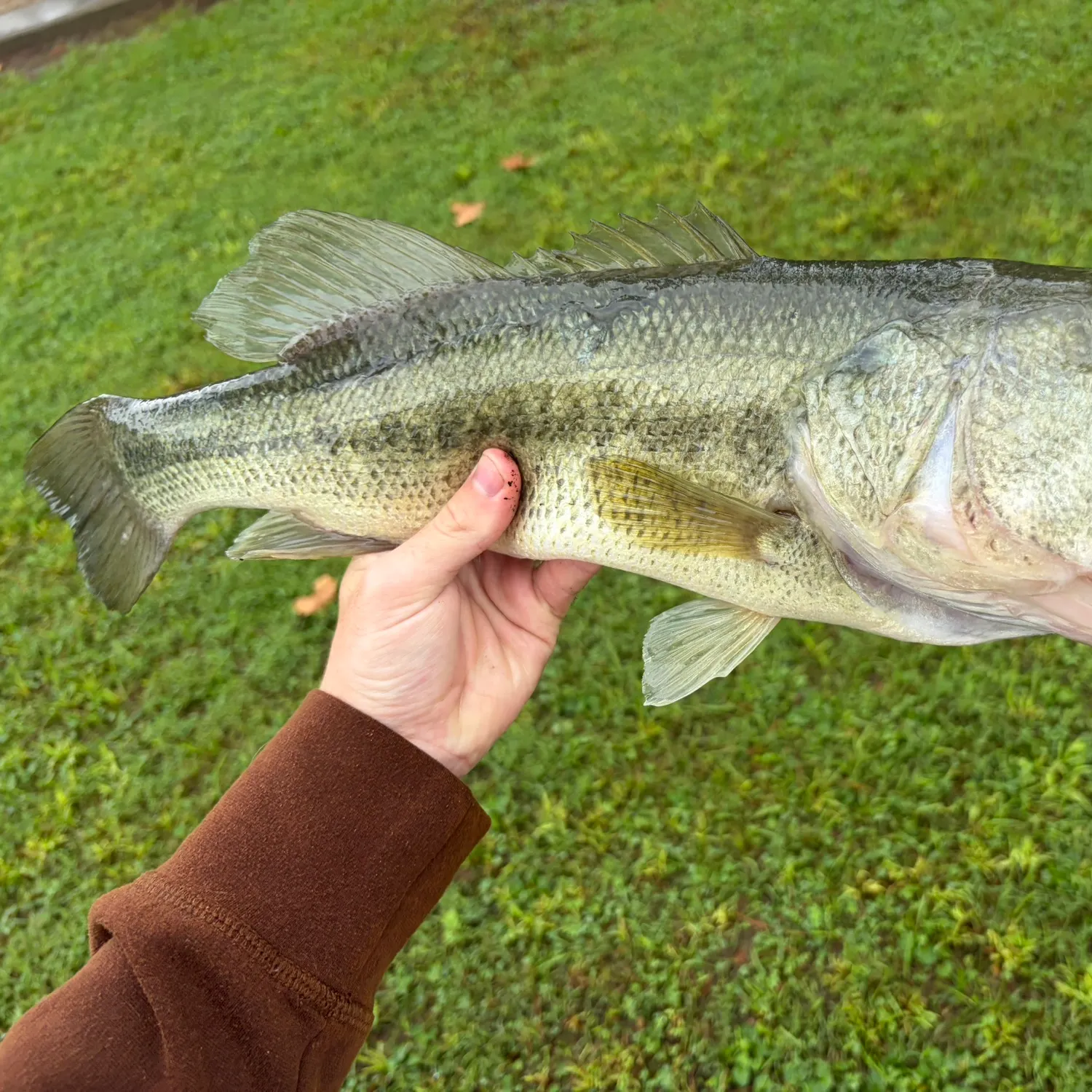 Largemouth bass caught on Fishbrain