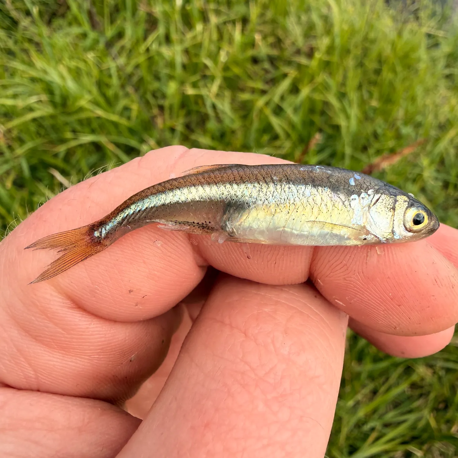 The most recent Common bleak catches on Fishbrain