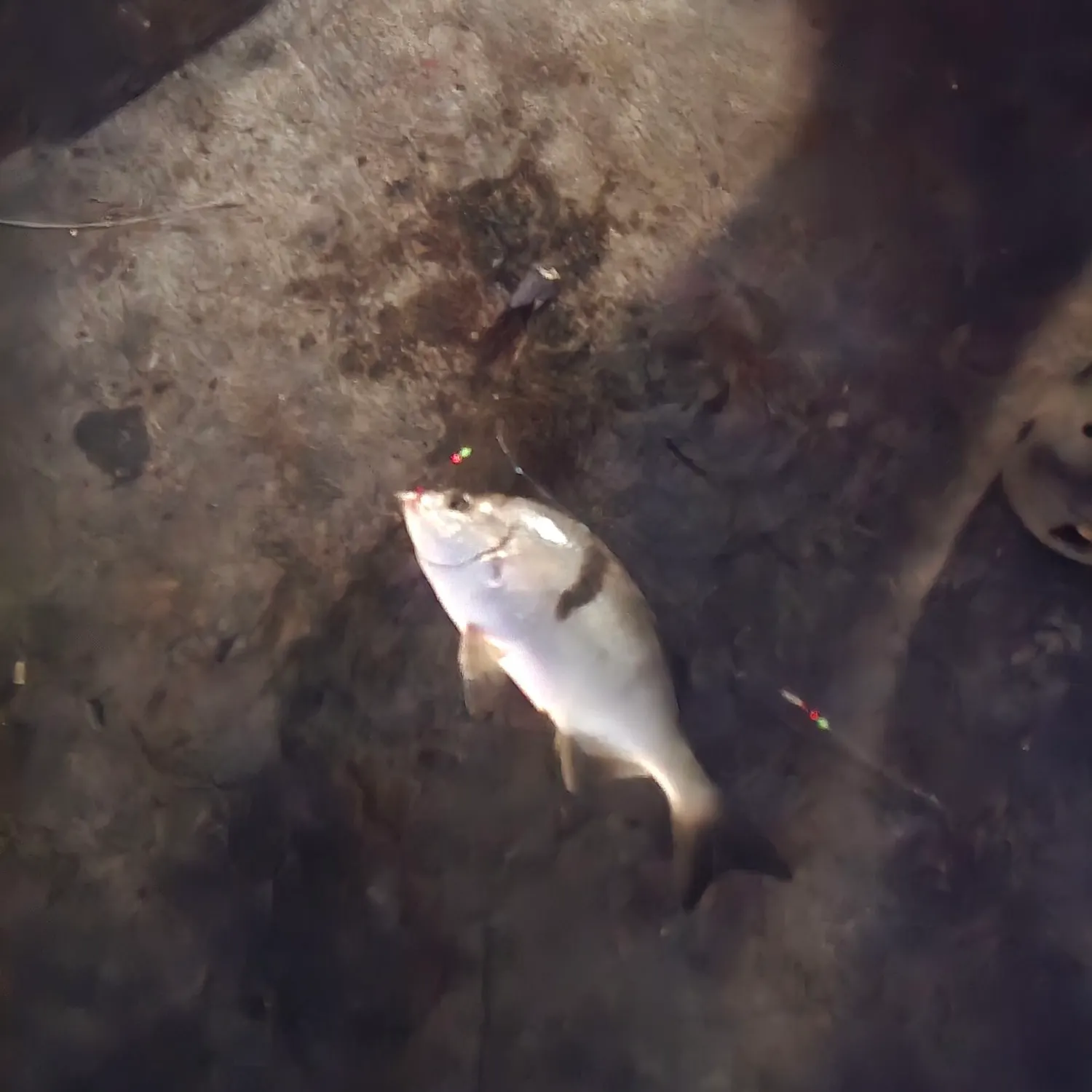Sargo caught on Fishbrain