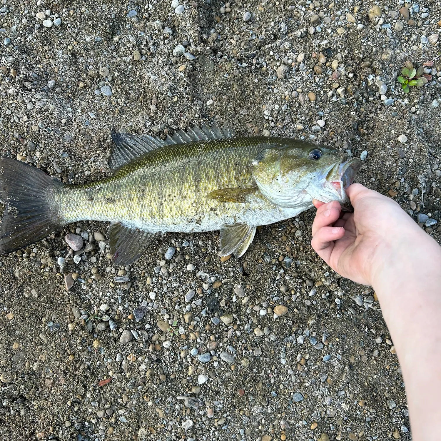 Smallmouth bass caught on Fishbrain