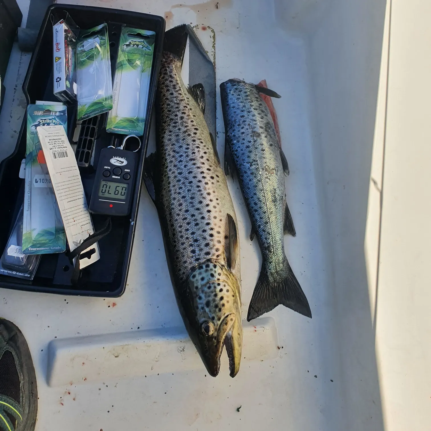 recently logged catches