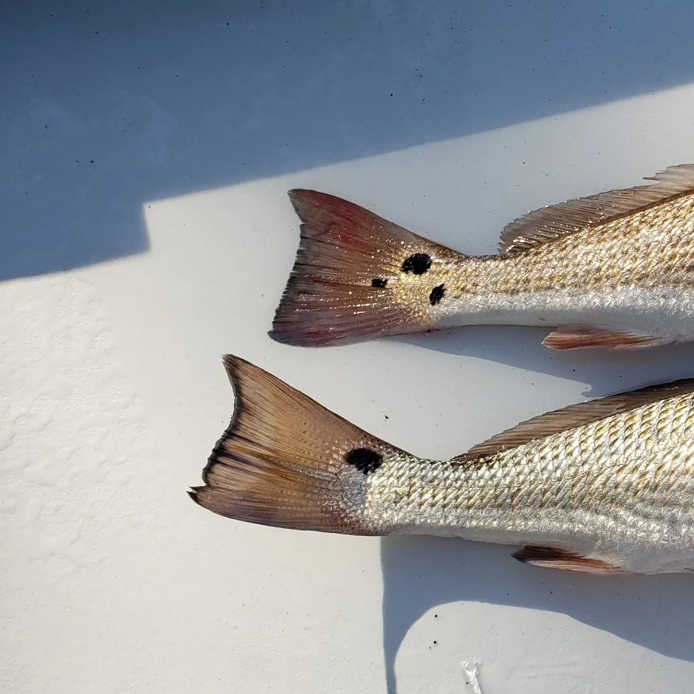 angler catch