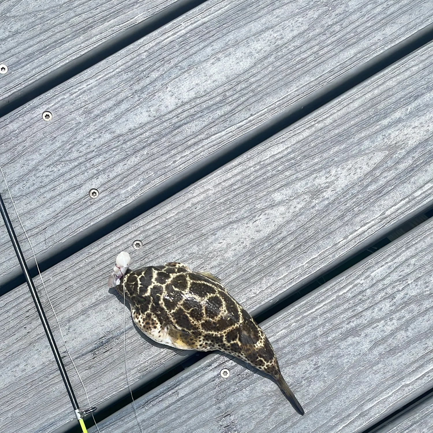 The most recent Southern puffer catches on Fishbrain