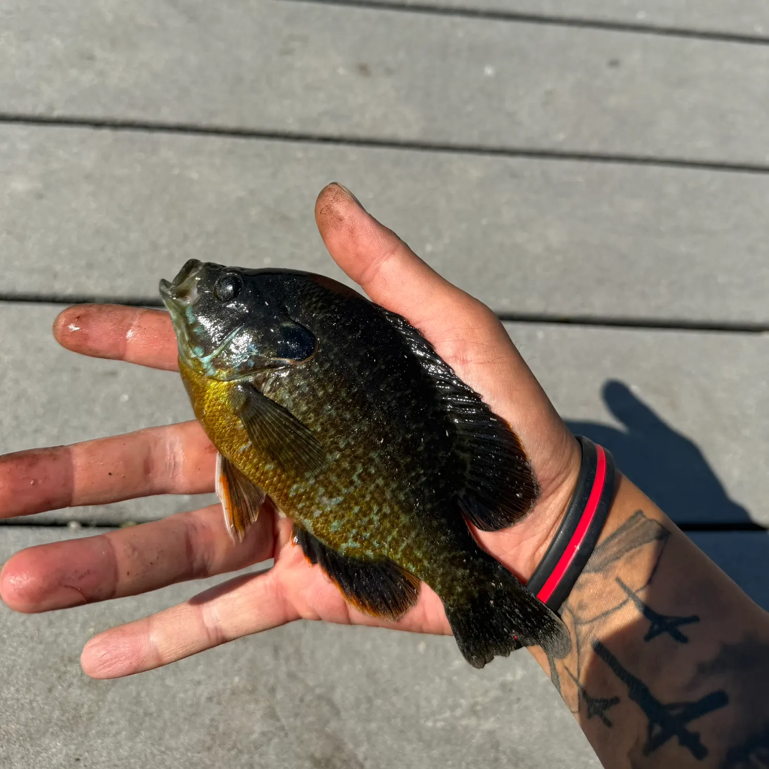 recently logged catches