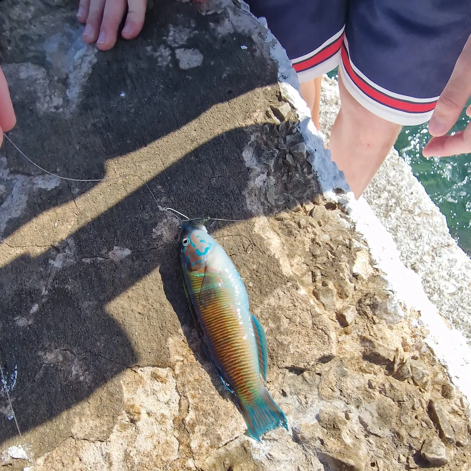 The most recent Queen parrotfish catches on Fishbrain