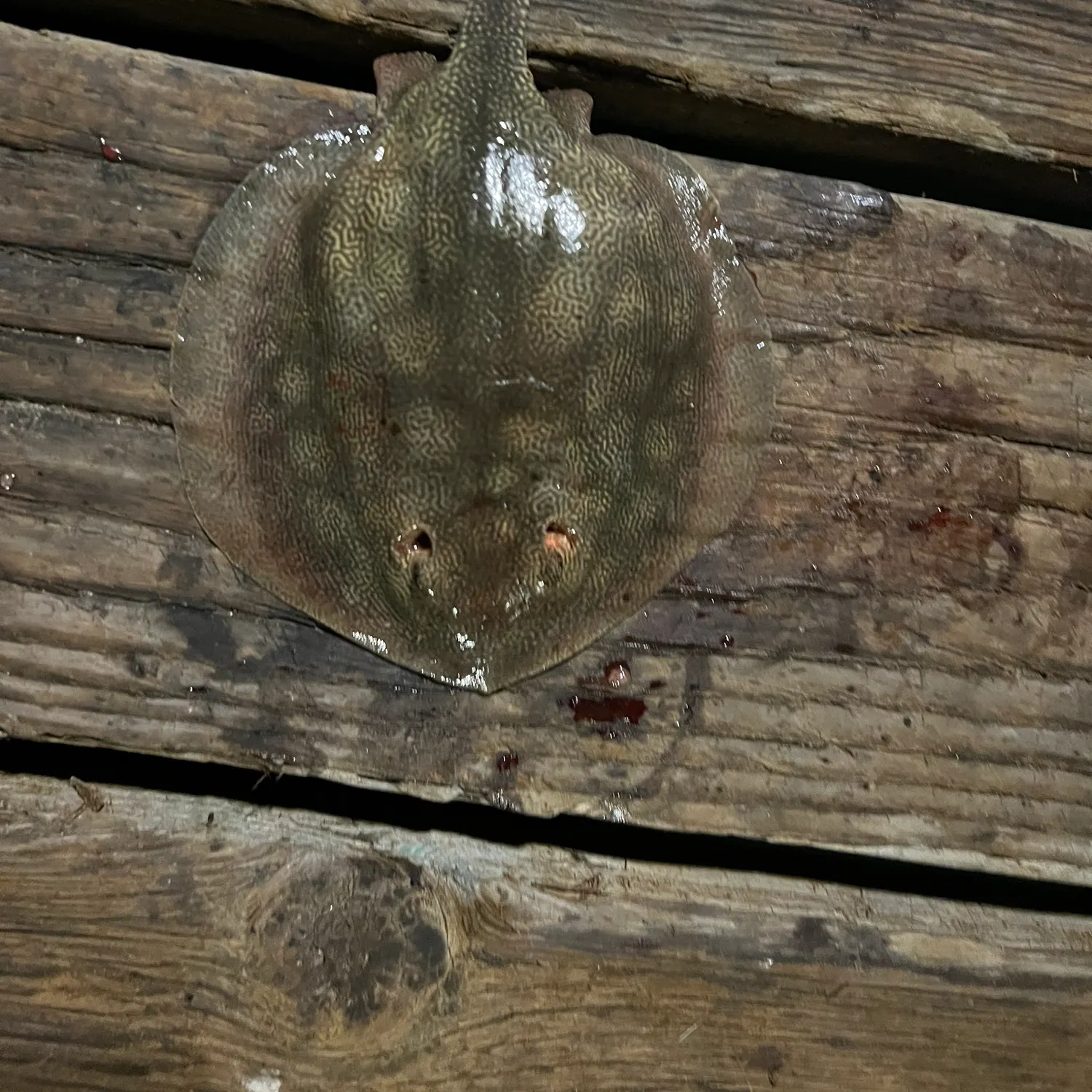 The most recent Haller's round ray catches on Fishbrain
