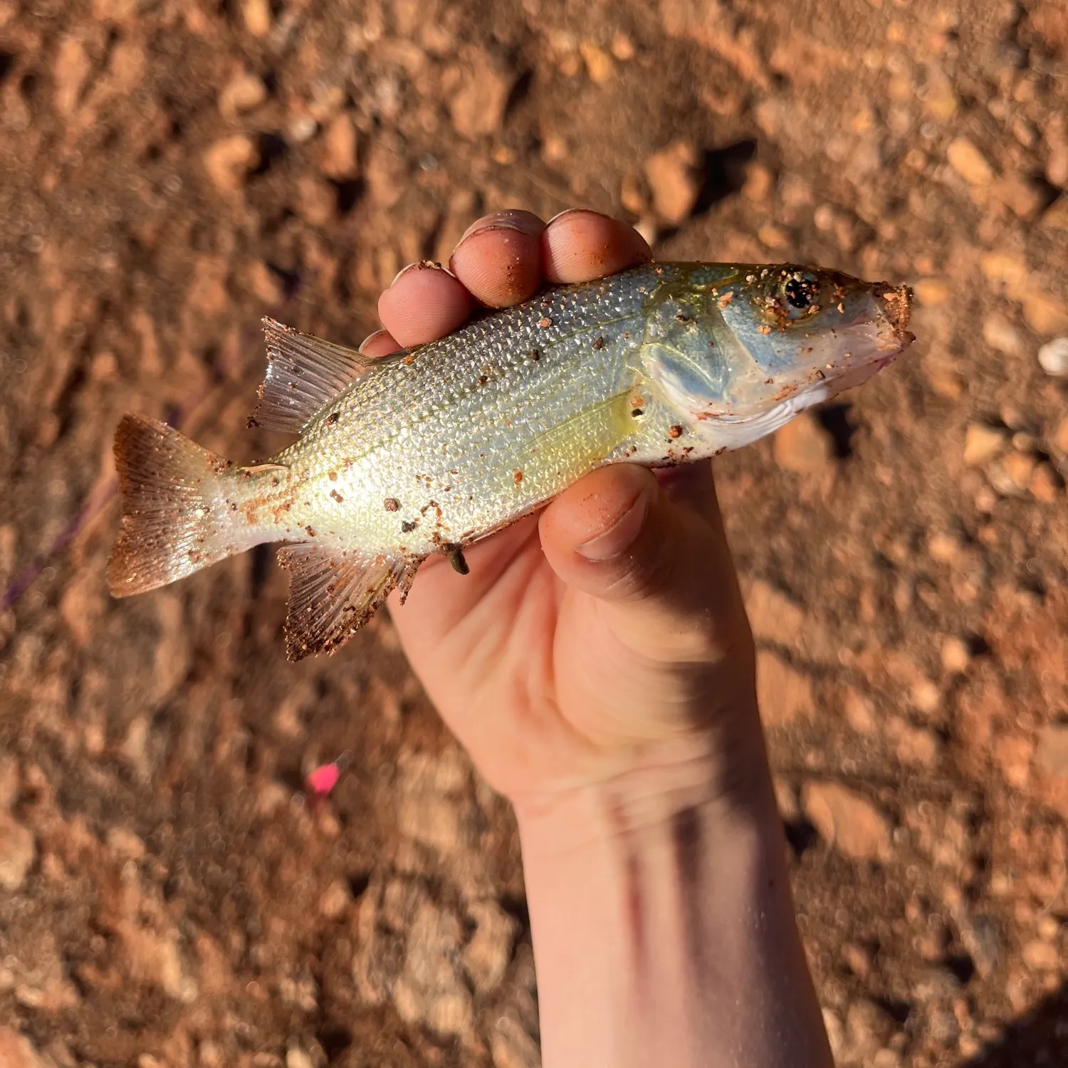 Silver perch caught on Fishbrain