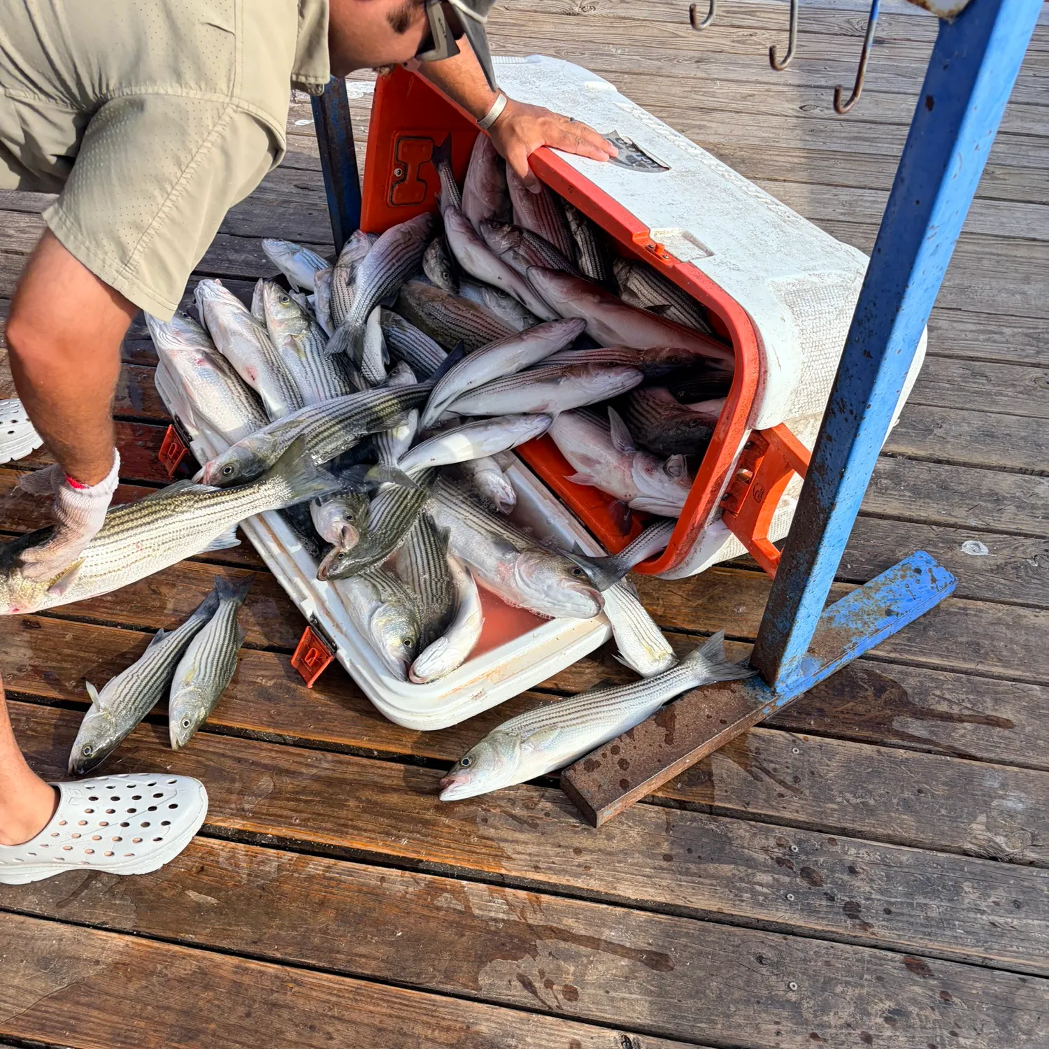 Striped bass caught on Fishbrain