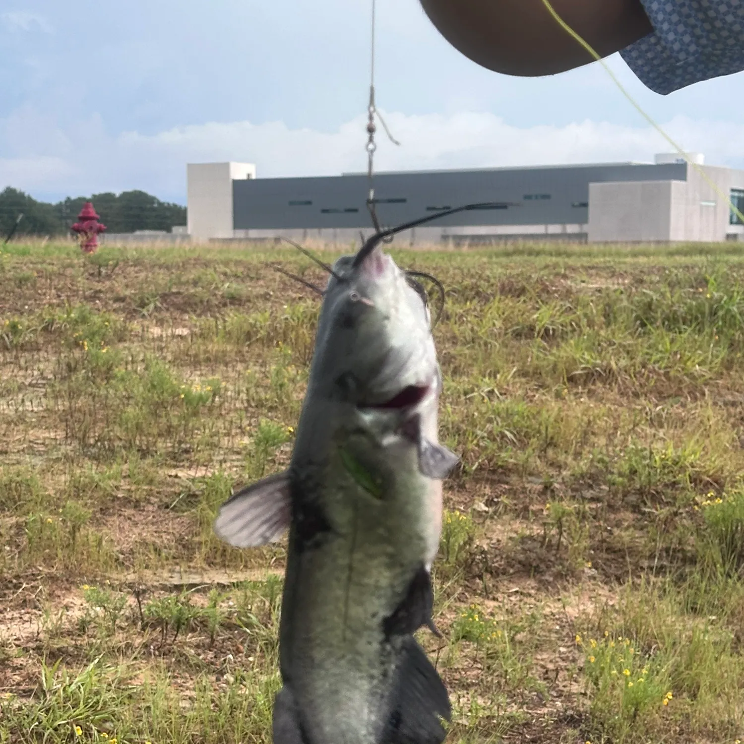 Fish caught on Fishbrain