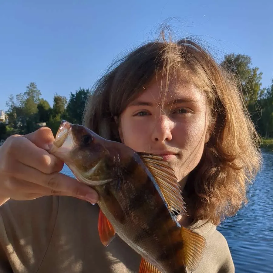 European perch caught on Fishbrain
