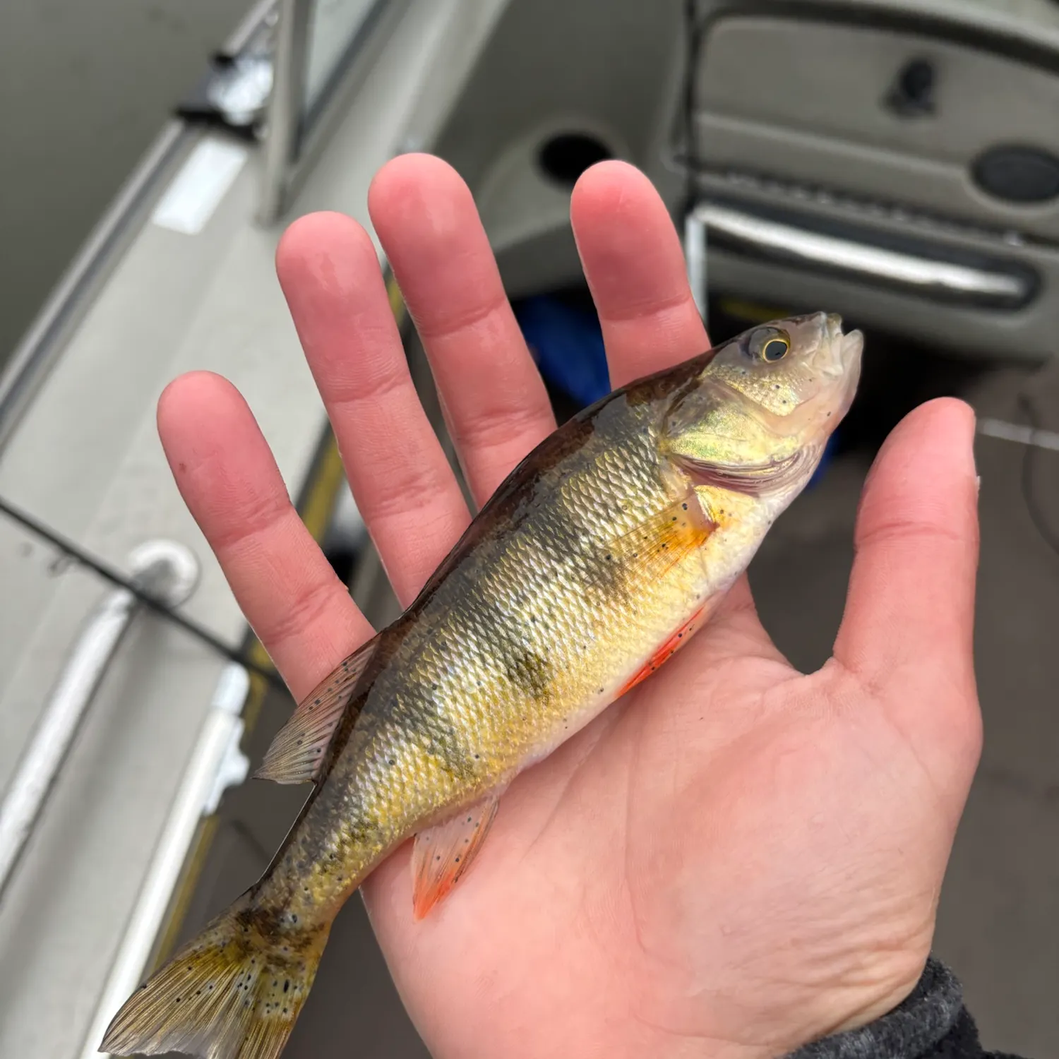 Yellow perch caught on Fishbrain