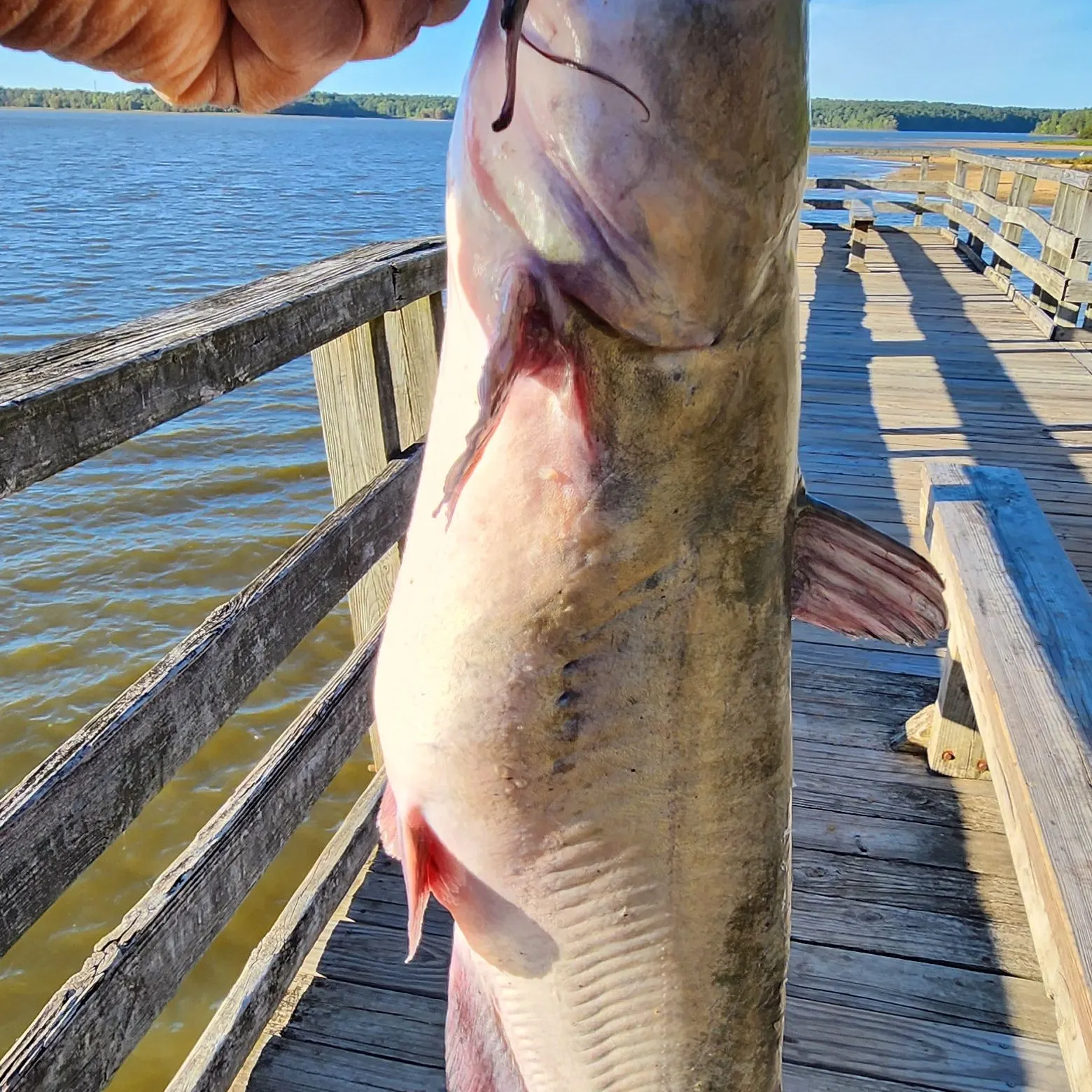 Channel catfish caught on Fishbrain