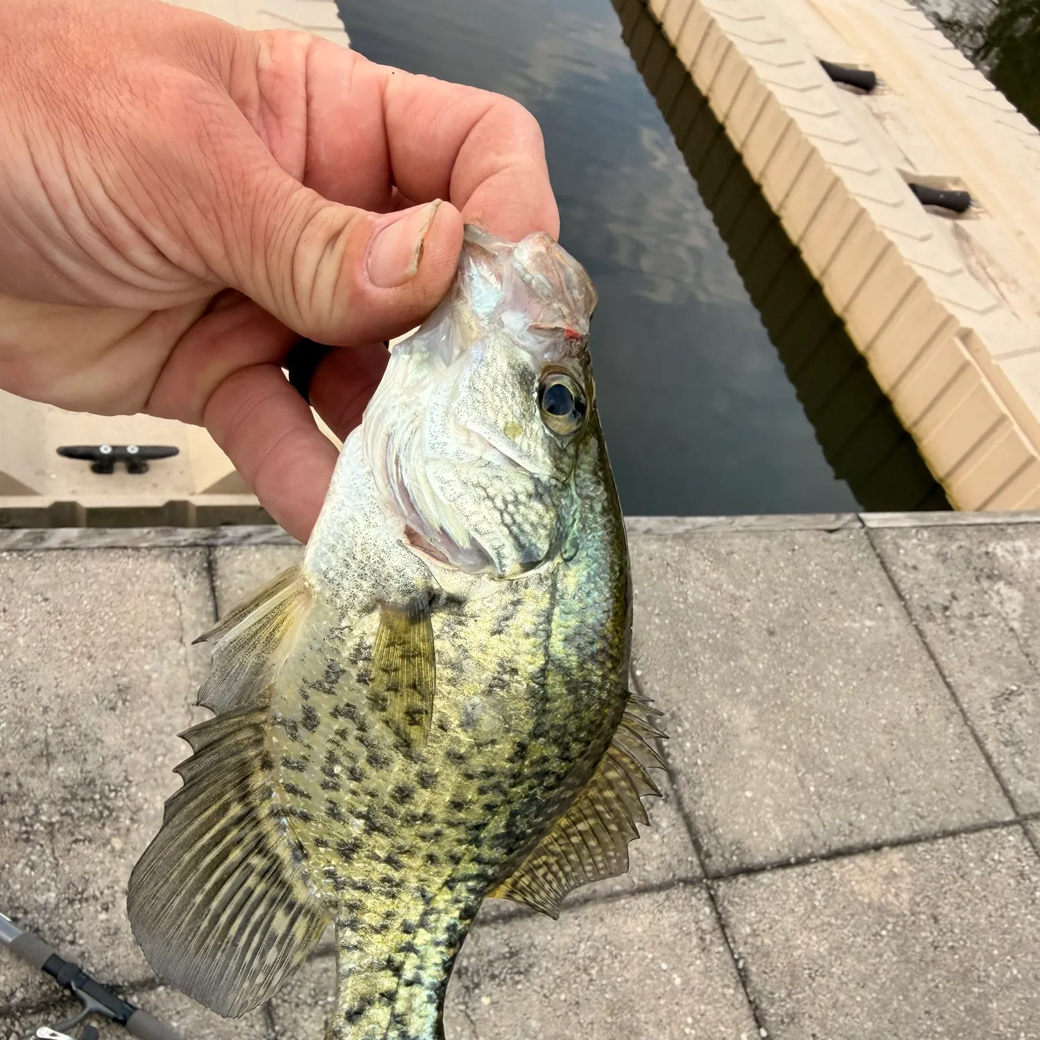 Black crappie caught on Fishbrain
