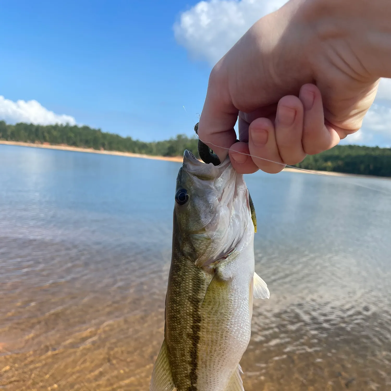 Spotted bass caught on Fishbrain