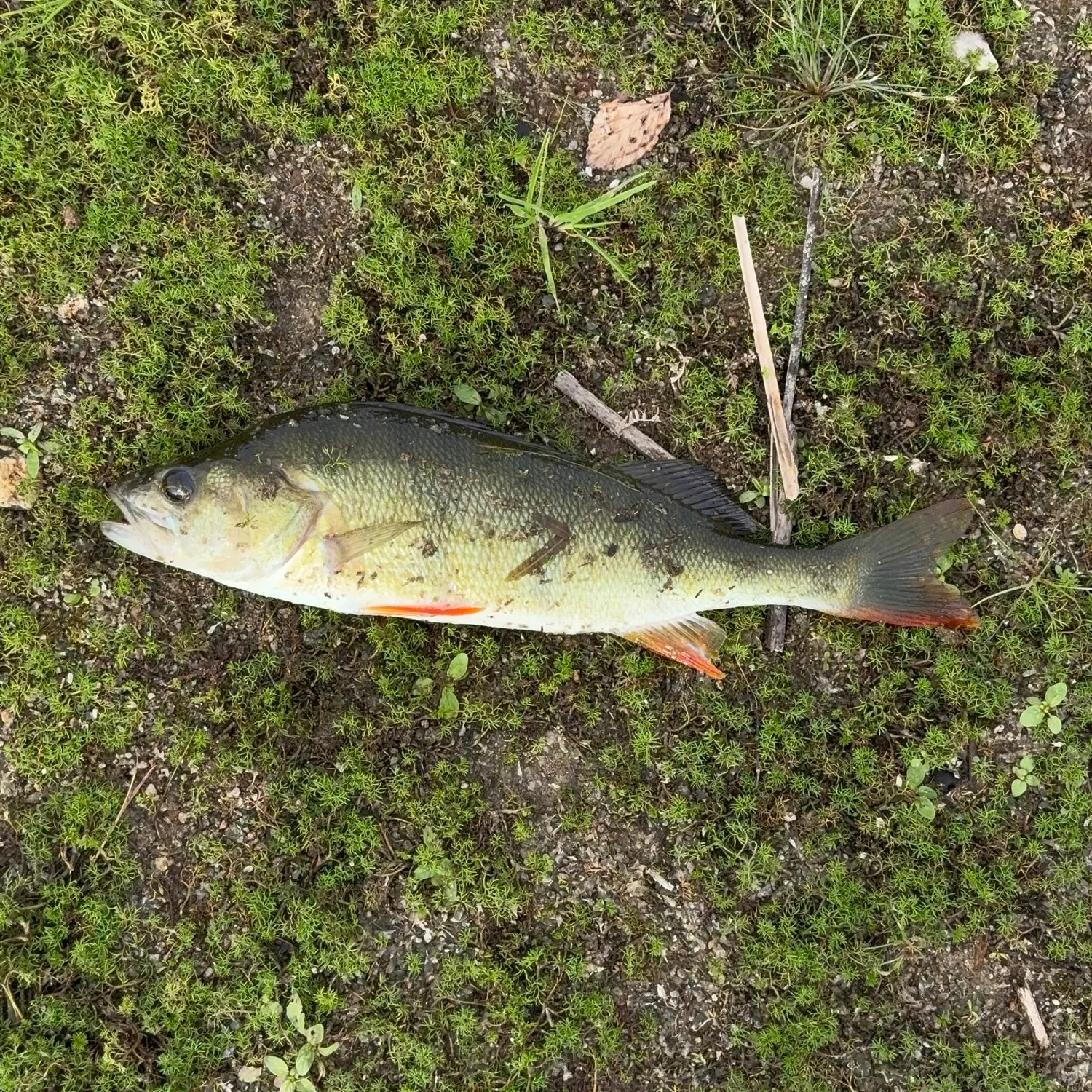 European perch caught on Fishbrain