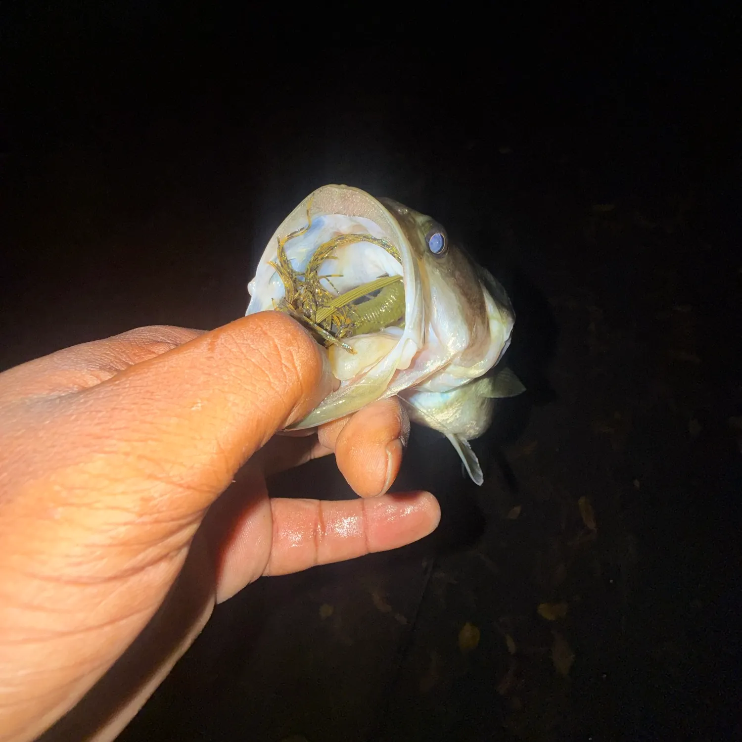 Black bullhead caught on Fishbrain