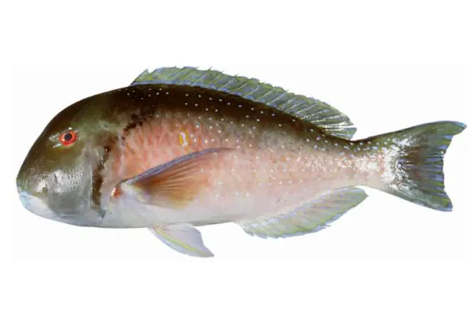 Venus tuskfish