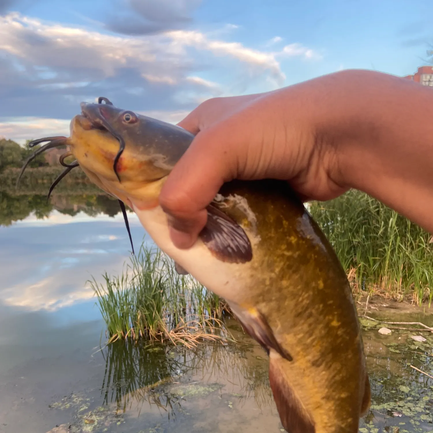 Brown bullhead caught on Fishbrain