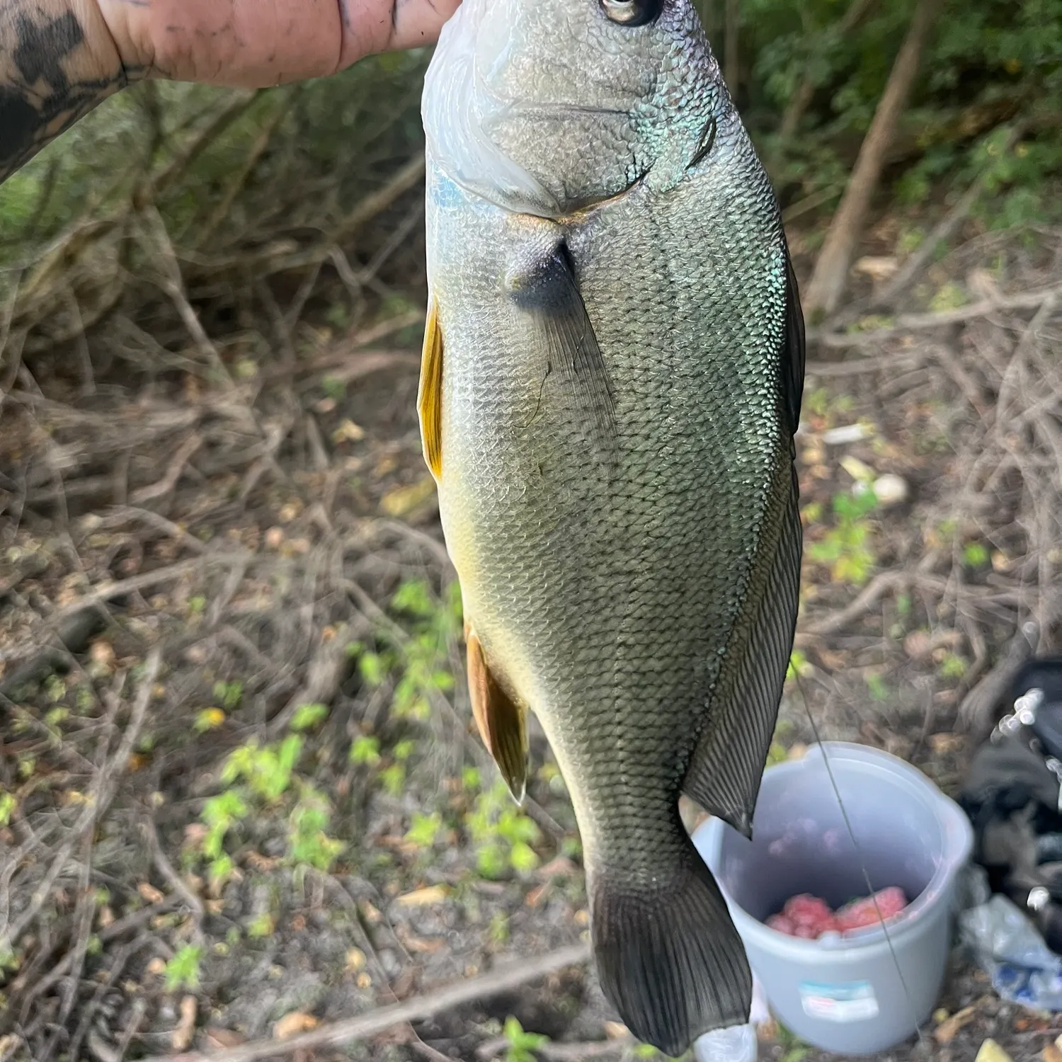 Freshwater drum caught on Fishbrain