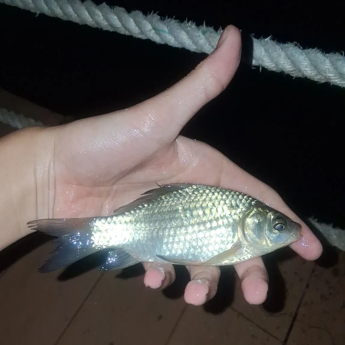 Common carp caught on Fishbrain