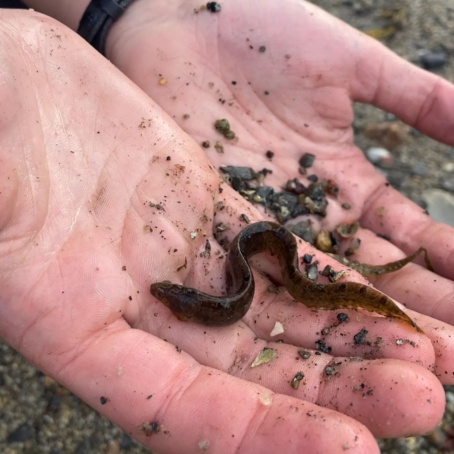 The most recent Rock gunnel catches on Fishbrain
