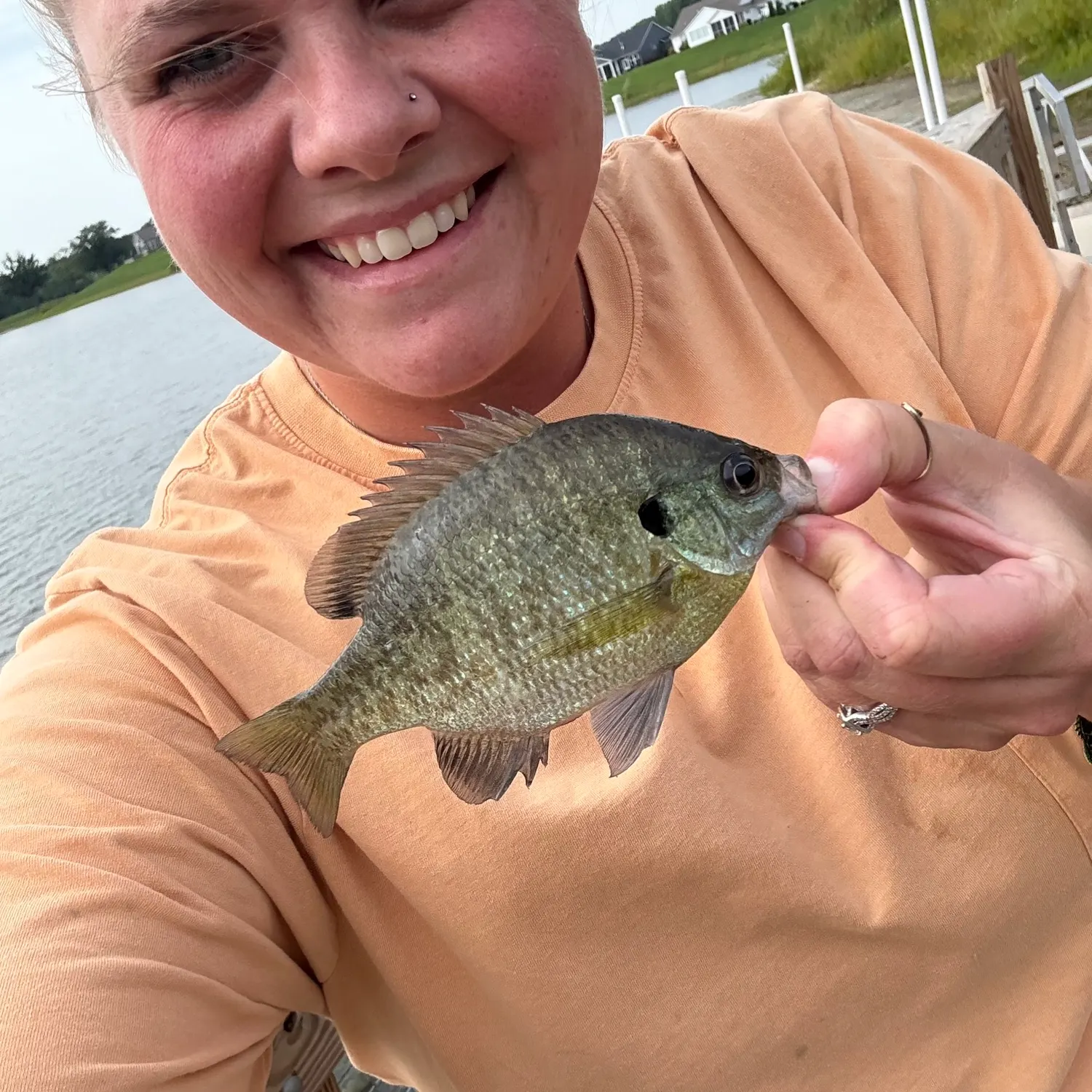 Bluegill caught on Fishbrain