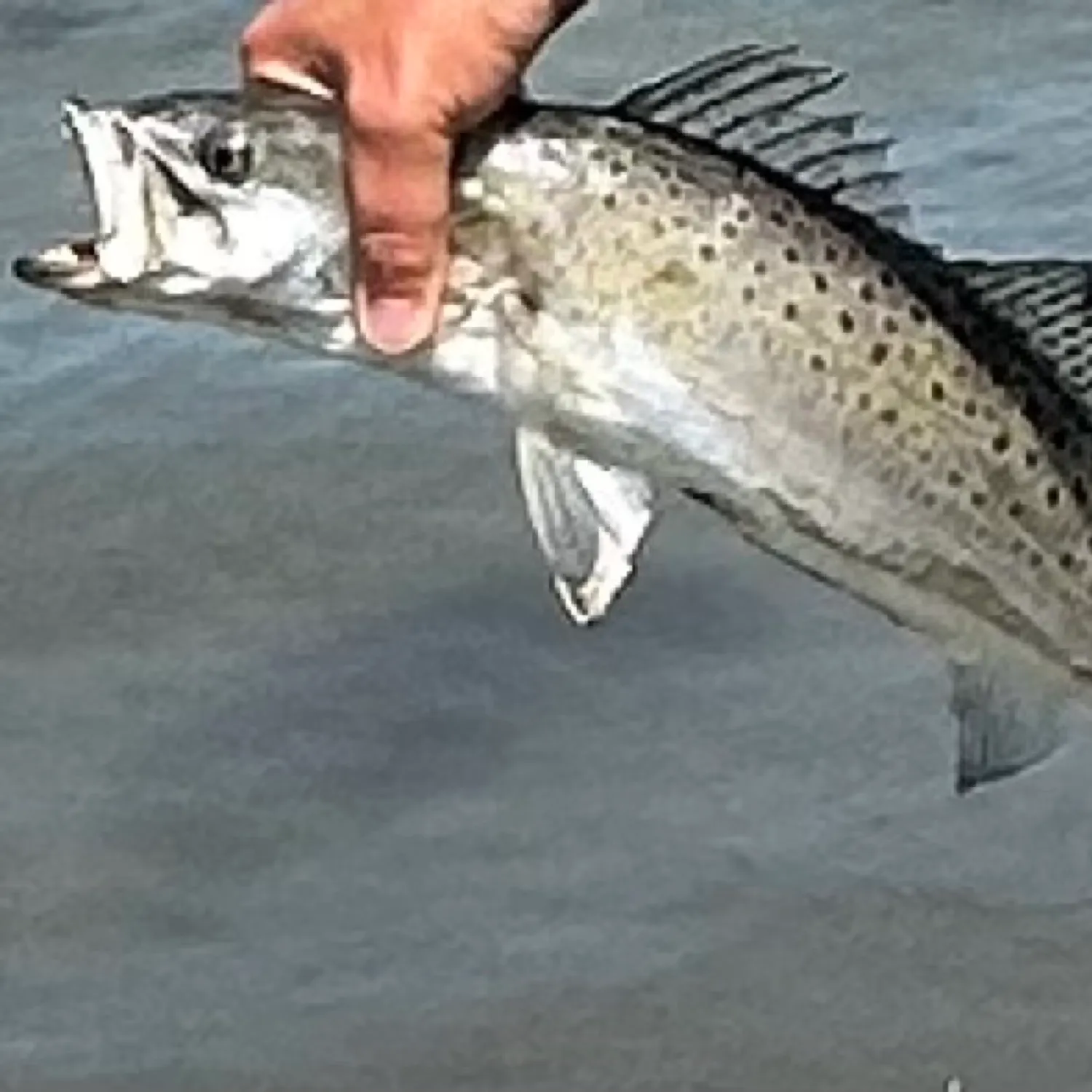 The most popular recent Gray weakfish catch on Fishbrain