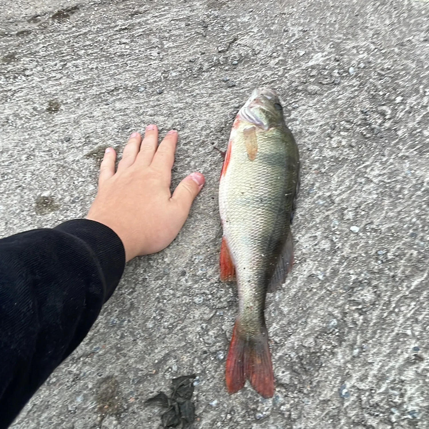 The most recent European perch catches on Fishbrain