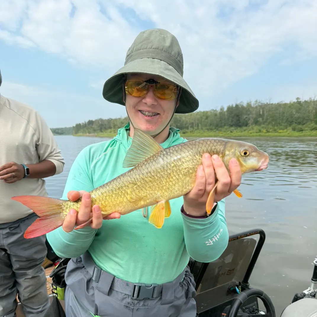 The most recent Shorthead redhorse catches on Fishbrain