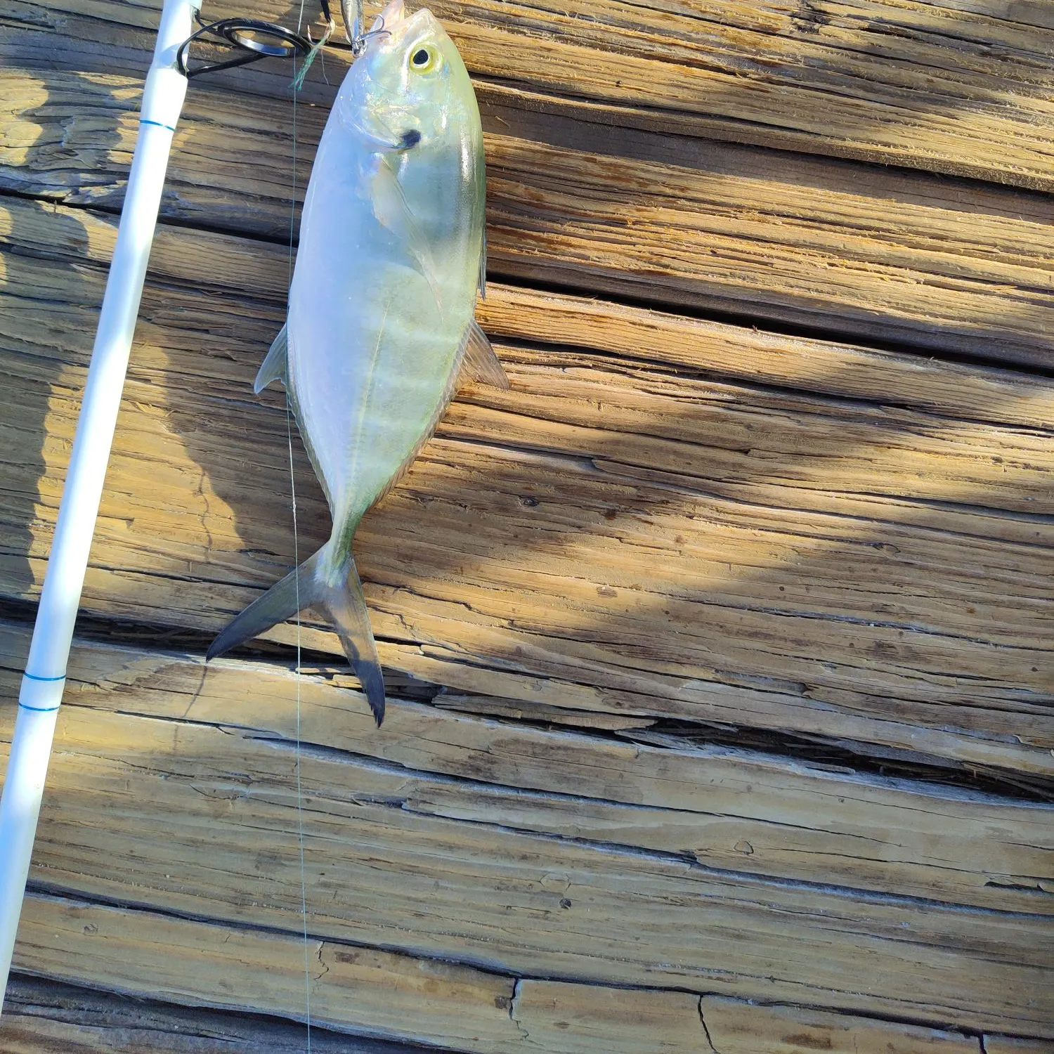 Blue runner caught on Fishbrain