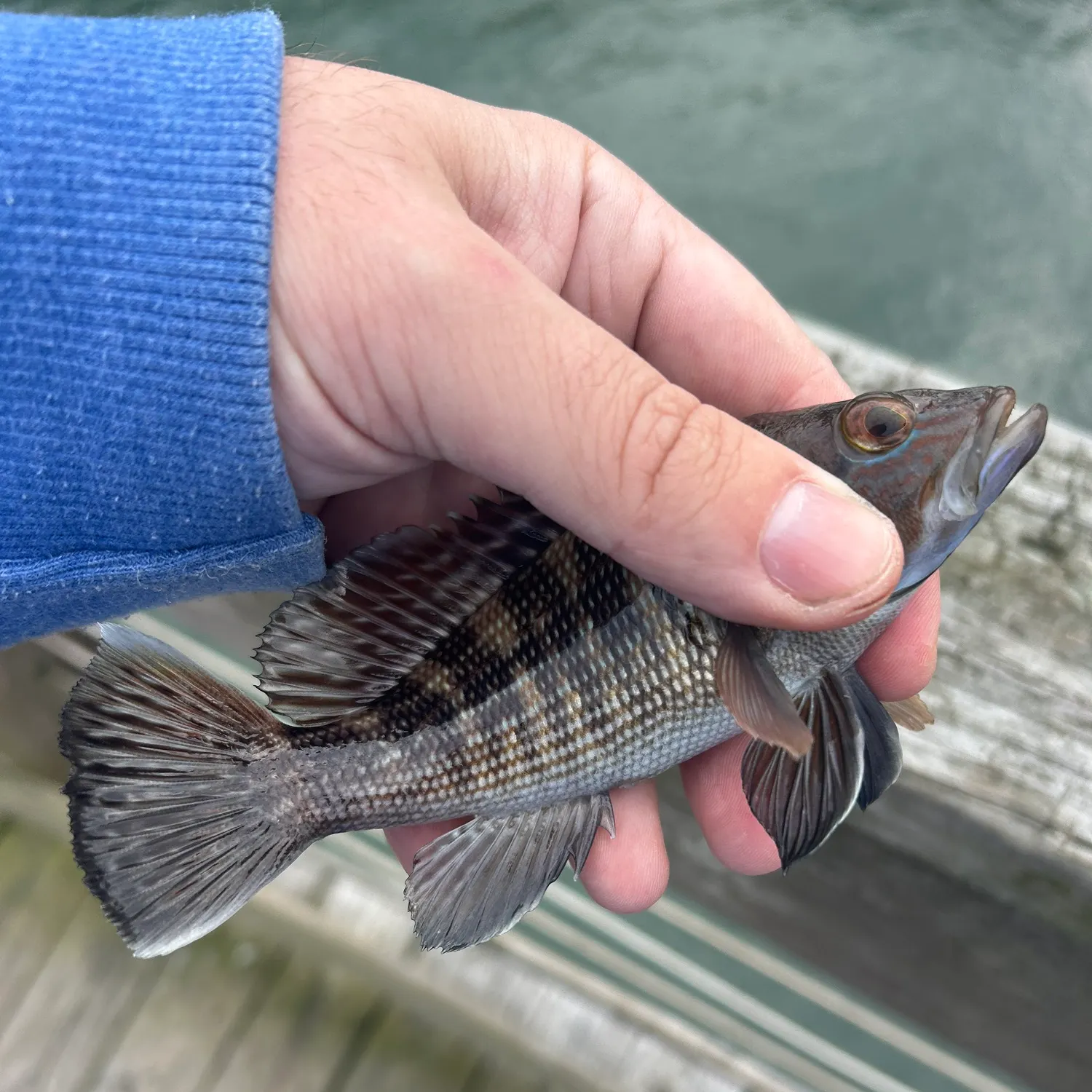The most recent Rock sea bass catches on Fishbrain