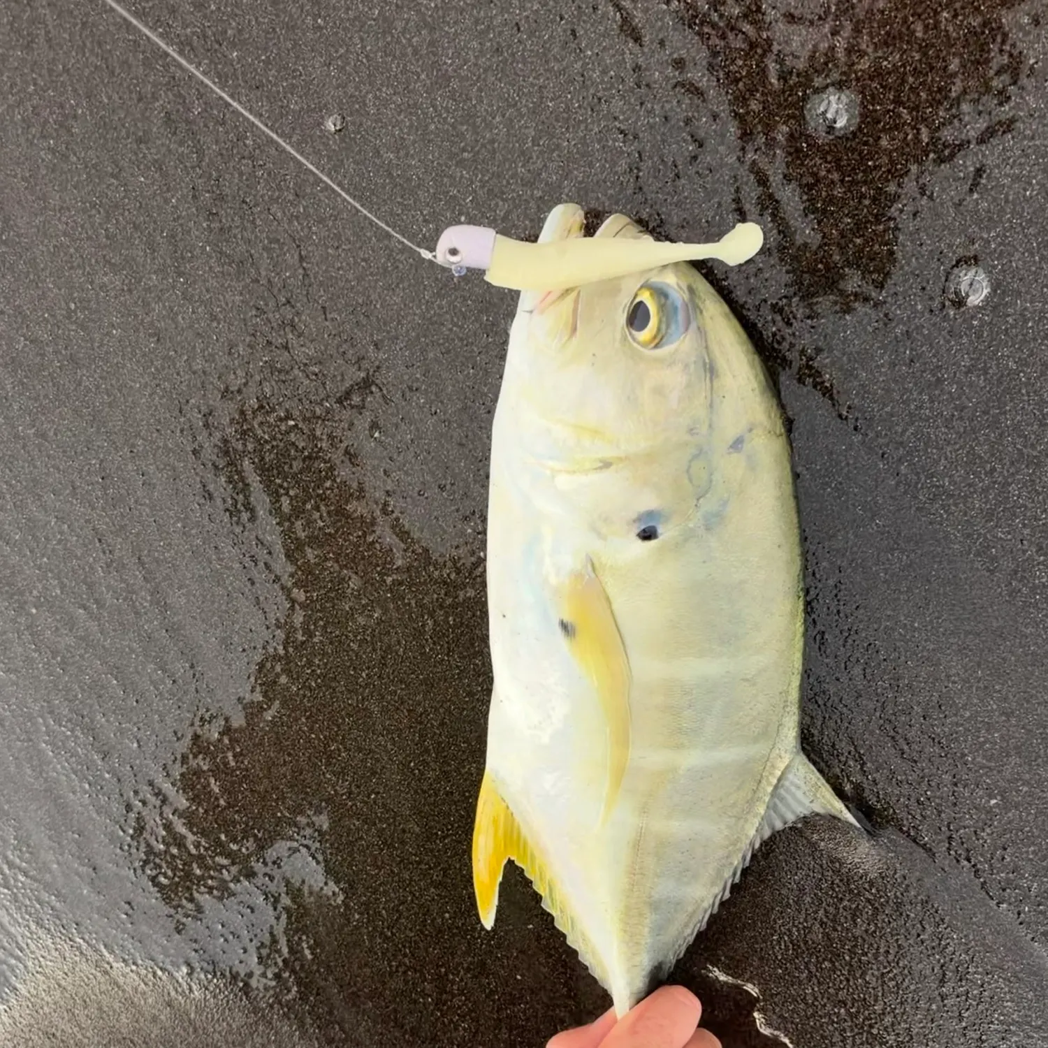 The most recent Pacific crevalle jack catches on Fishbrain