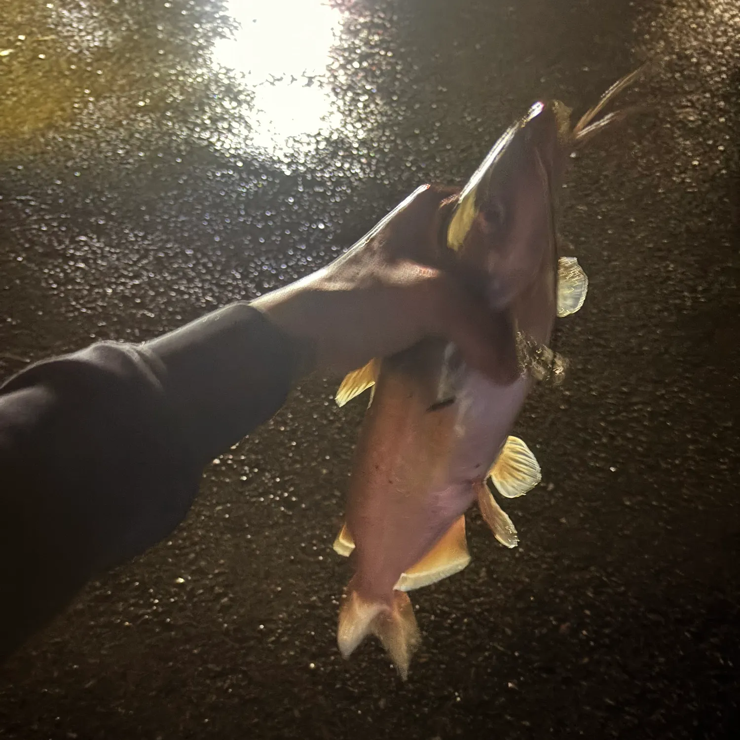 Fish caught on Fishbrain