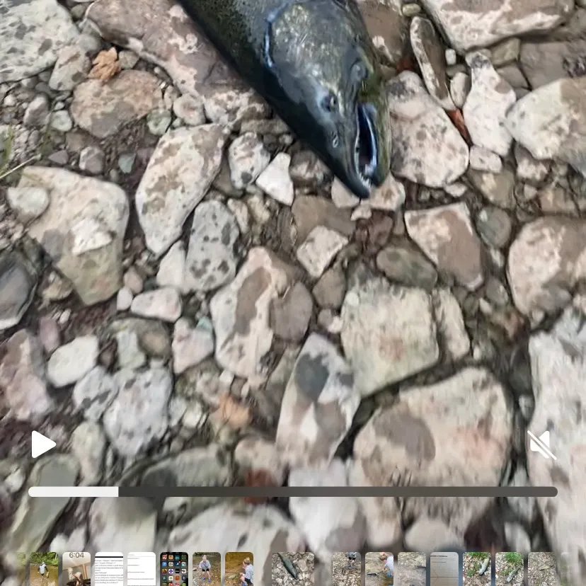 Chinook salmon caught on Fishbrain