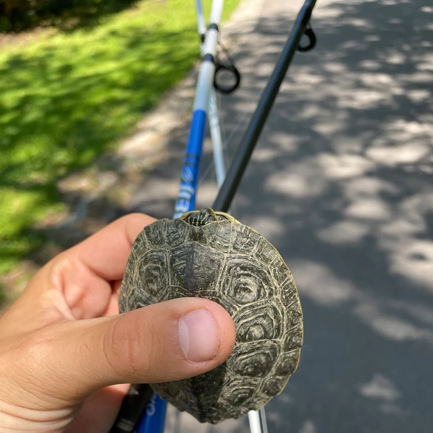 The most recent Pond slider catches on Fishbrain