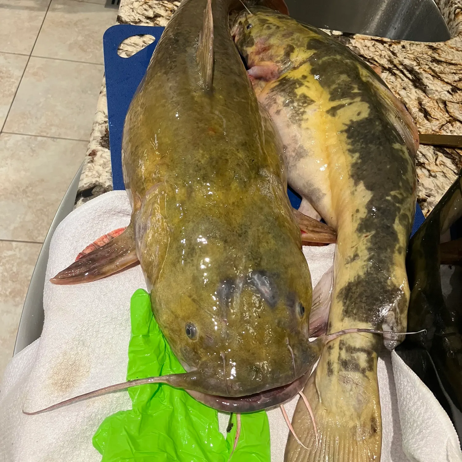The most recent Flathead catfish catches on Fishbrain